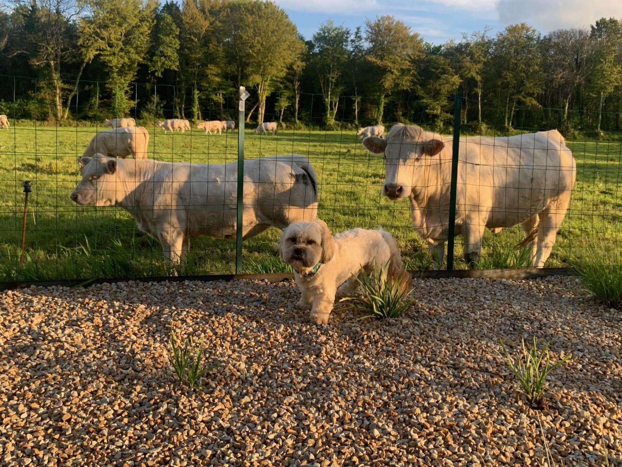 Brit Hotel Lannion-Perros Guirec Zewnętrze zdjęcie